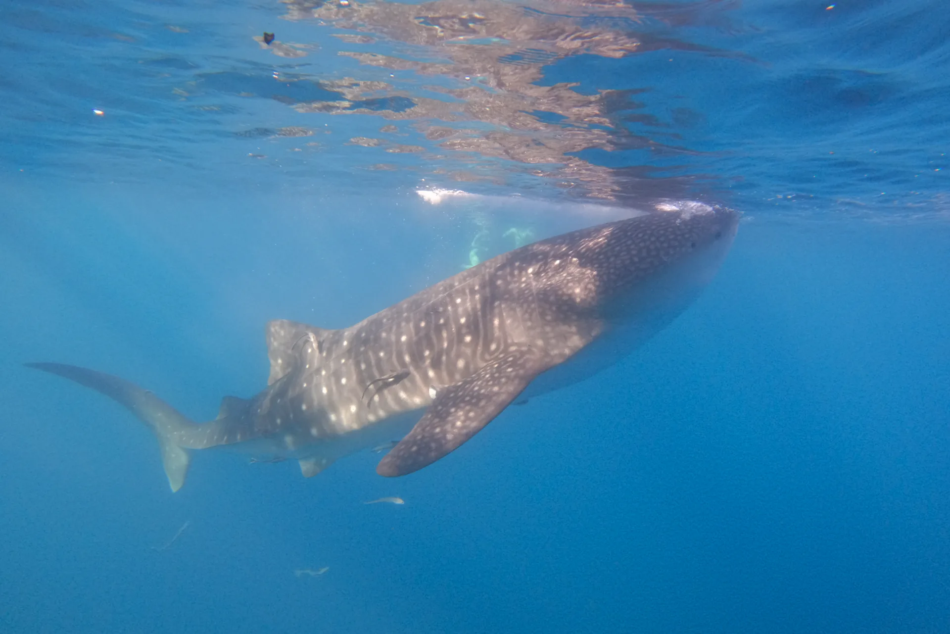 Lombok to Komodo, Indonesia