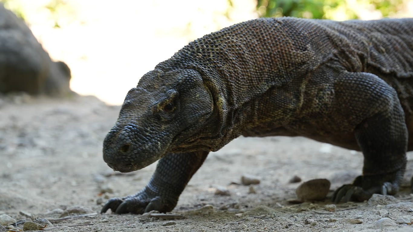 Komodo Tour 3 Days 2 Nights